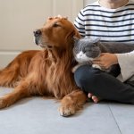 Новый хит: наглая собака решила «помочь» неуклюжему ребенку с ужином (ВИДЕО)
