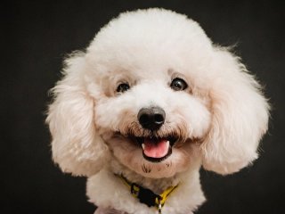 Собаки, які майже не линяють: 7 пухнастих порід для людей з алергією