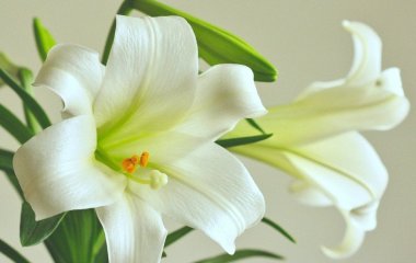 Три квітки, яких ніколи не дарують у букетах, хоча вони дуже красиві: в чому причина