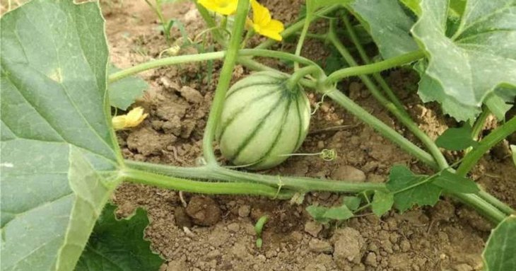 Коли садити кавуни у відкритий грунт: сприятливі дні 2026 року