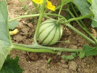 Коли садити кавуни у відкритий грунт: сприятливі дні 2026 року