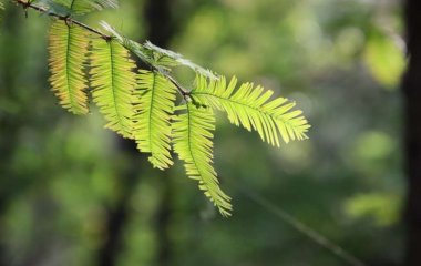 Медики назвали растения, которые эффективны при болях и желудочно-кишечных заболеваниях
