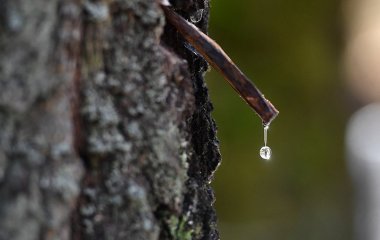 Терапевт назвав безпечну добову дозу березового соку