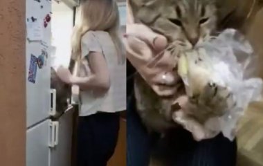 Сети насмешила отчаянная попытка кота украсть картофель из холодильника (ВИДЕО)