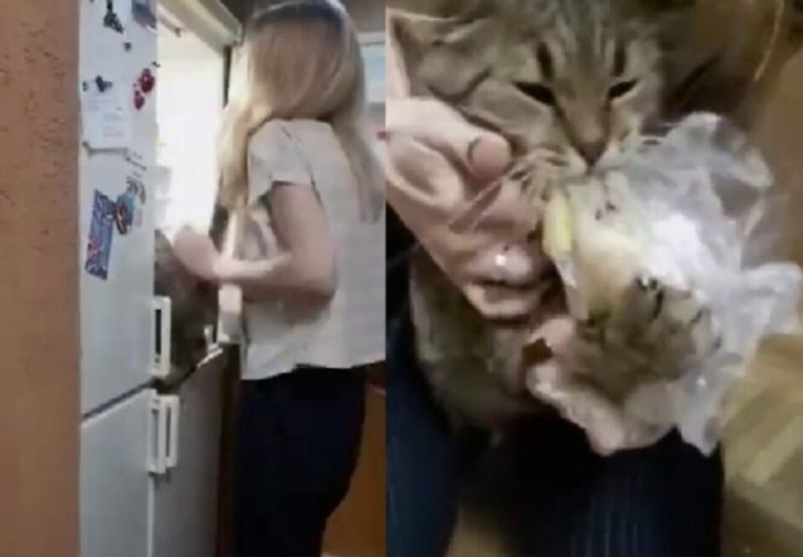 Сети насмешила отчаянная попытка кота украсть картофель из холодильника (ВИДЕО)