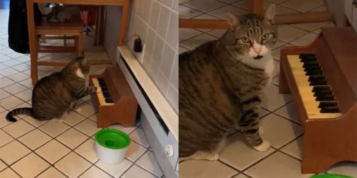 Кот, сидящий на диете, нашел способ требовать еду (ВИДЕО)