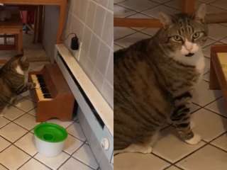 Кіт, що сидить на дієті, знайшов спосіб вимагати їжу (ВІДЕО)