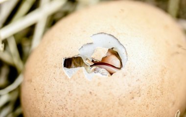 Що з'явилося раніше: курка чи яйце — вчені нарешті дізналися відповідь