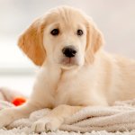 Фермер превратил собаку в «тигра», чтобы отпугнуть вредителей (ФОТО)