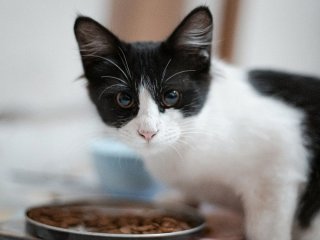 Відео з котом і птахами за вікном стало вірусним у Мережі
