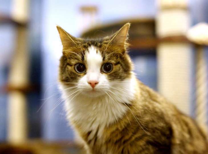 Галантный кот из Китая стал новой звездой Сети (ФОТО)