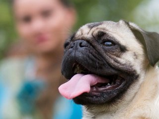 Чому літня прогулянка може коштувати собаці життя: ветеринар назвав головну помилку