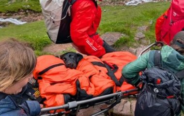 Лабрадора довелося евакуювати з найвищої гори Шотландії після вживання марихуани — фото