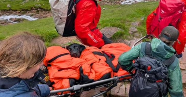 Лабрадора довелося евакуювати з найвищої гори Шотландії після вживання марихуани — фото