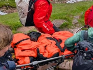 Лабрадора довелося евакуювати з найвищої гори Шотландії після вживання марихуани — фото