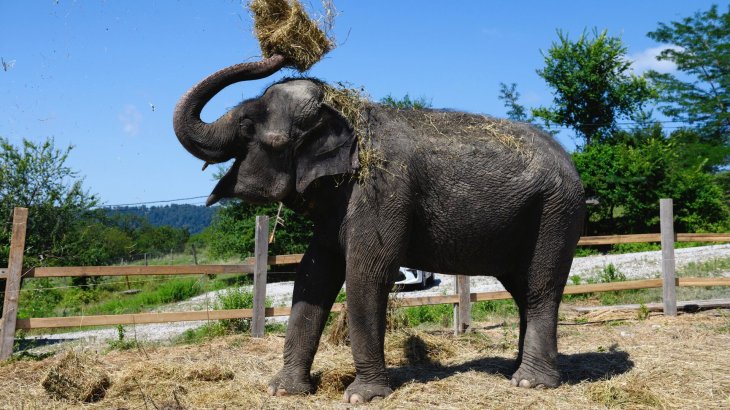 Сети растрогала заботливая слониха, которая помогла слепой подруге (ВИДЕО)