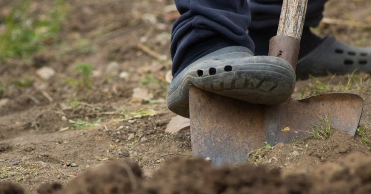 Жінка викопала у власному саду 17 порцелянових ляльок: моторошна знахідка змінила її життя