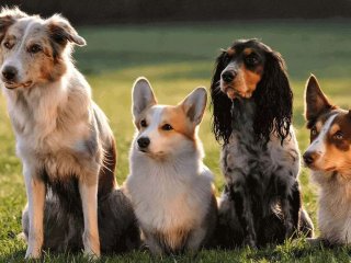 Новый хит: три собаки объединили усилия ради еды хозяина (ВИДЕО)