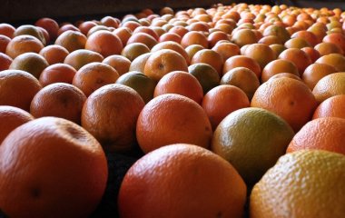 Захист організму у холод: що потрібно їсти