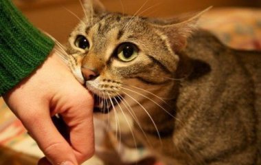 Чому коти кусаються: основні причини на думку експертів