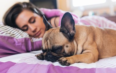Сети насмешила реакция спящей собаки на чипсы (ВИДЕО)