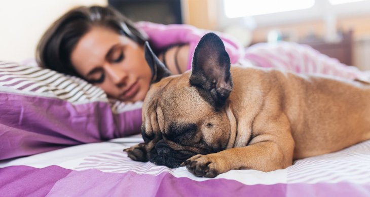 Сети насмешила реакция спящей собаки на чипсы (ВИДЕО)