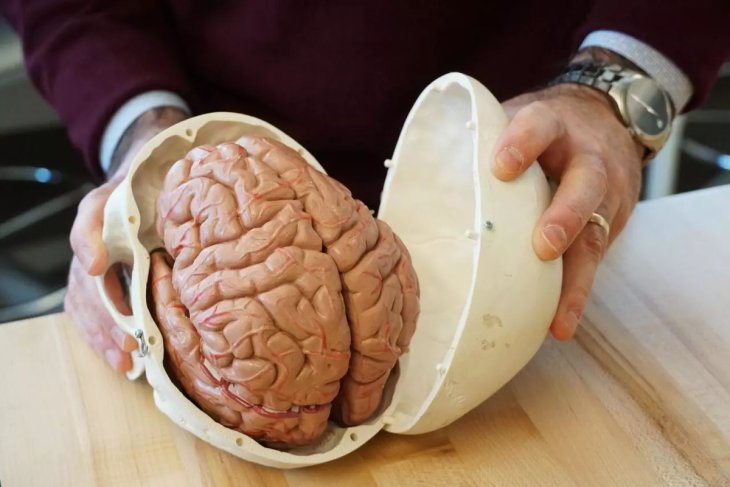 Ученые обнаружили простой способ сохранить мозг после тридцати: нужно делать всем