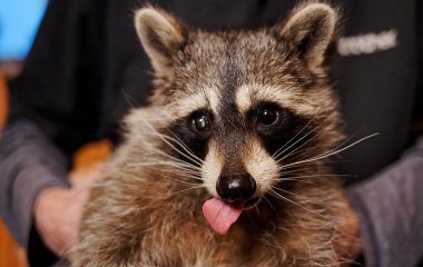 Канадцев рассмешили пьяные еноты, объевшиеся яблок (ВИДЕО)