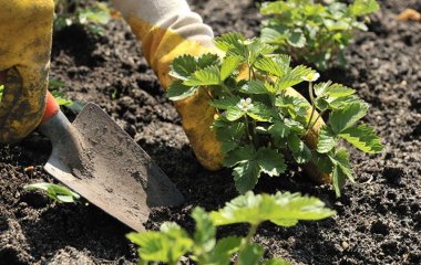 Коли та як садити полуницю восени
