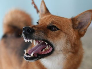 Пользователи Сети нашли пса с «лицом человека» (ФОТО)