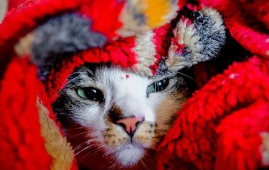 Чи мерзнуть коти та за якої температури