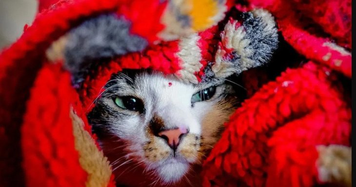 Чи мерзнуть коти та за якої температури