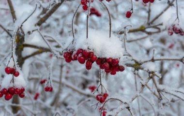 Не можна садити калину біля свого дому, і ось чому: народні прикмети, які не варто ігнорувати