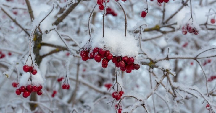 Не можна садити калину біля свого дому, і ось чому: народні прикмети, які не варто ігнорувати