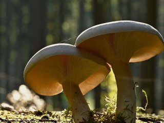 Не забирайте перший гриб із лісу: 7 маловідомих прикмет, у які вірили наші предки