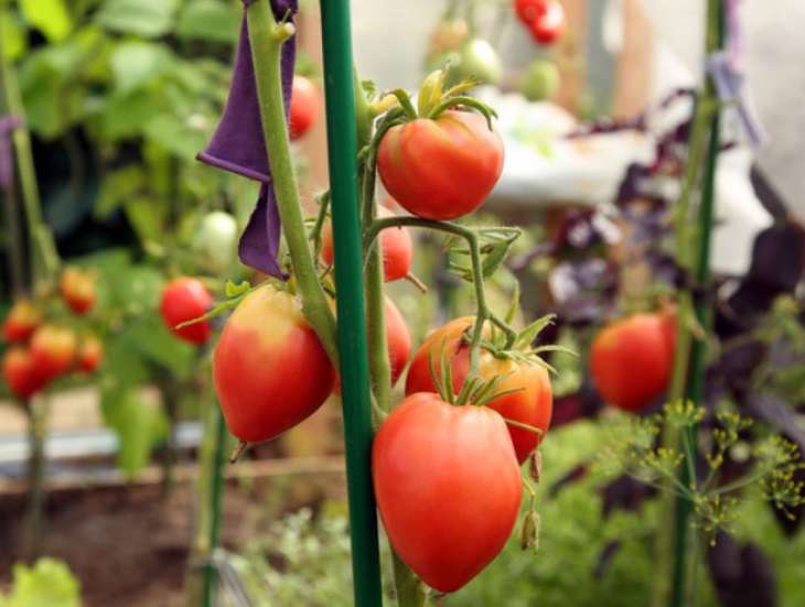Диетолог выявила полезные свойства овощей: витамины с огорода