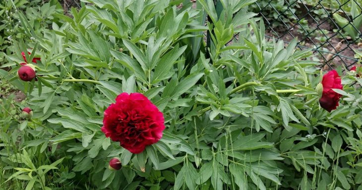 Забудьте про слово «піон», якщо говорите про квітку: мало хто знає, що це фізичний термін