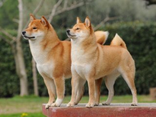 «Грозная» собака стала звездой Сетей (ФОТО)