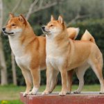 «Грозная» собака стала звездой Сетей (ФОТО)