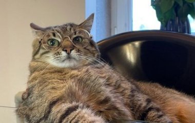 Харьковский котоблогер Степан показал свою семейную жизнь