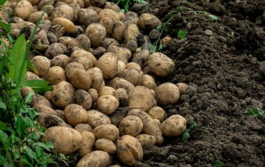 Як зрозуміти, що пора копати картоплю: агрономи поділилися основною ознакою стиглості урожаю