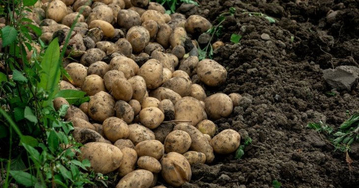 Як зрозуміти, що пора копати картоплю: агрономи поділилися основною ознакою стиглості урожаю