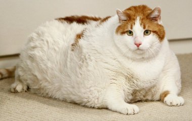 Мережі насмішило кумедне оголошення про товстого кота (ФОТО)
