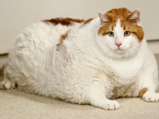 Сети насмешило забавное объявление о толстом коте (ФОТО)