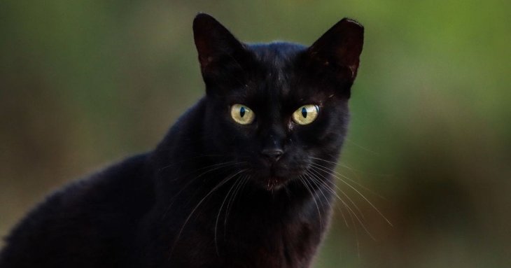 Скільки часу потрібно котам, щоб вас забути: вчені здивували результатами дослідження