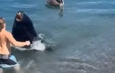П'яний турист затіяв бійку з величезним морським левом – фото