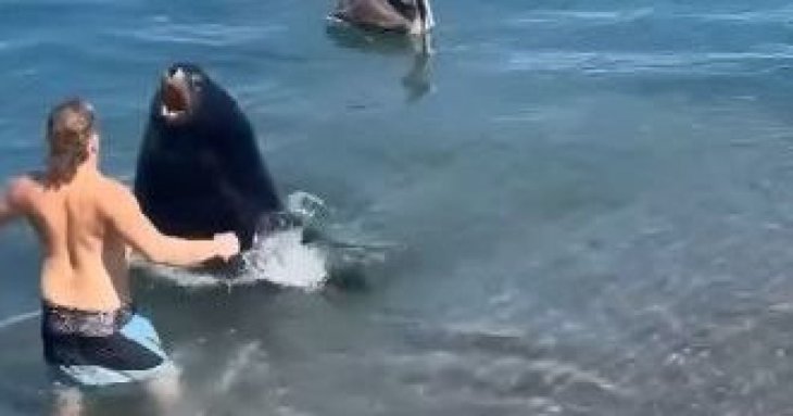 П'яний турист затіяв бійку з величезним морським левом – фото