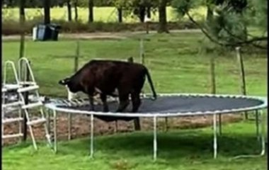 Корова на батуте стала новой звездой Сети (ВИДЕО)