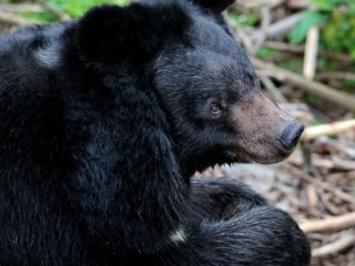 Зоопарк шукає актора в костюмі ведмедя за $15 тисяч: яка головна умова