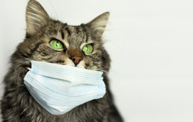 Коронавірус готовий перекинутися від людей до тварин до кінця року